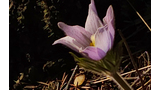 Delicate pale purple flower blooming close to the ground with dry pine needles and small twigs around it