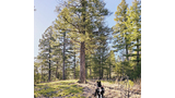 Black and white dog wearing a small backpack sitting on dry grass in a sunlit forest clearing surrounded by tall pine trees