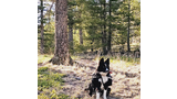 Black and white dog wearing a backpack sitting on dry grass in a forested area with sunlight filtering through the trees