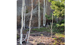 Black and white dog partially hidden behind thin white-barked trees with a large rock formation and green pine branches in the background