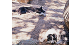 Two dogs resting on the ground in dappled sunlight beside large rocks and pine needles