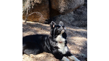 Black and white dog lying on the ground in front of large rocky outcropping, looking up attentively