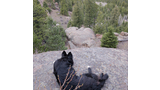 Black and white dog resting on a large rock overlooking a forested valley with pine trees and rocky outcroppings