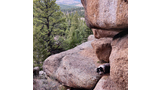 Border collie resting on a large flat rock ledge surrounded by granite boulders with a forested mountainous landscape in the background