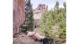 Black and white dog standing on a rock among pine trees with large rock formations in the background under a bright sky
