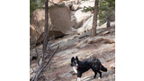 Black and white dog standing on rocky ground surrounded by trees and large boulders