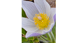 close-up of a pale purple flower with a bright yellow central cluster of stamens surrounded by green leaves