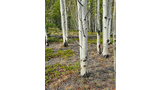 Cluster of slender white tree trunks with sparse branches in a forest clearing with dry grass and low green shrubs
