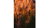 Large rocky cliff bathed in warm sunlight with tall pine trees growing at its base and casting long shadows on the rock face