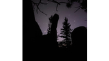 Silhouettes of rock formations and pine trees against a night sky filled with stars and a faint purple glow