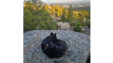 Black dog curled up on a large rock with a view of a forested landscape and distant mountains under a clear sky at sunset