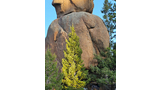 Massive boulder formation resembling a stacked shape with pine trees, one prominently lit by sunlight, at its base