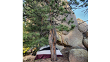 Backpacking tent set up on dry ground underneath a pine tree next to large rock formations