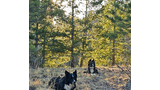 Two black and white dogs resting on dry grass in a forested area with sunlight filtering through the pine trees