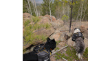 Two dogs wearing gray hiking saddlebags standing among rocks and sparse trees on a wooded hillside under an overcast sky