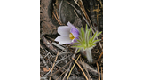 Delicate light purple flower with a yellow center growing among dry grass and pine needles near the base of a tree
