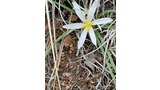 single white flower with yellow center among dried grass and small rocks on the ground