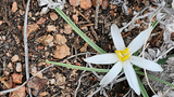 White star-shaped flower with a yellow center growing among dry grass and small rocks on the ground