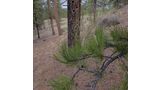 Close-up of green pine needles on a branch with pine trees and dry pine needles covering the ground in the background