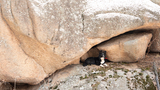 Black and white dog lying on a rocky ledge under a large overhanging boulder with sparse dry brush around