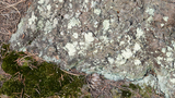 Lichen-covered rock surface with moss and scattered pine needles on the ground