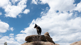 Black and white dog standing on a large rock formation under a partly cloudy sky