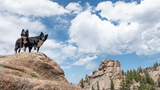 Two black and white dogs standing on a large rocky outcrop with a backdrop of pine trees, rock formations, and a blue sky with scattered clouds