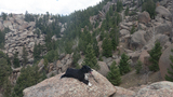black and white dog resting on a large granite boulder surrounded by pine trees and rocky cliffs under a cloudy sky