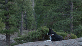 black and white dog lying down on a large rock ledge surrounded by green pine trees