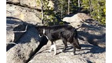 A black and white dog standing on large sunlit granite rocks surrounded by pine trees and scattered boulders
