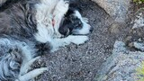 Fluffy black and white dog curled up sleeping inside a shallow rock crevice surrounded by granite and green pine branches