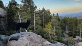 black and white dog standing on a large rocky outcrop looking out over a dense forest with distant mountains under a clear sky at sunset