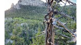 ancient weathered limber pine tree with twisted branches on rocky terrain overlooking a forested mountain ridge under a partly cloudy sky
