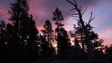 Silhouetted trees and rock formations against a colorful twilight sky with purple and pink hues, and a dog resting in the foreground