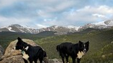 Two black and white dogs standing on large rocks overlooking a forested valley with snow-capped mountains in the distance under a cloudy sky