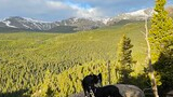 Two dogs standing on large rocky outcrop overlooking a dense forest with distant snow-capped mountains under a partly cloudy sky