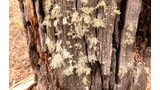 Close-up of weathered tree bark with patches of light-colored moss or lichen growing on its rough surface