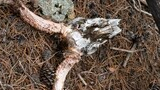Weathered antler skull lying on a forest floor covered with pine needles, small pine cones, and scattered sticks