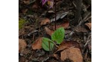Small purple wildflower with a curved stem and spotted petals growing among brown leaves and branches on the forest floor