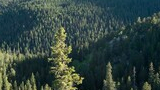 Sunlit rocky outcrop overlooking a dense forested valley with rolling hills in the distance under a clear sky