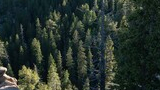 Dense forest of evergreen trees on a mountainside with large rocks and boulders in the foreground