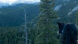 Black and white dog standing on a rocky ledge overlooking a dense forest with snow-capped mountains in the distance