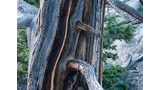 Close-up of an ancient weathered tree trunk with rough textured bark and several bare branches extending outward, surrounded by greenery and rocks