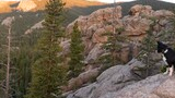 Two black and white dogs sitting on large rocky outcrops overlooking a forested valley with pine trees and distant mountain peaks in soft evening light