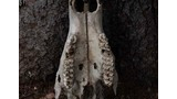 Close-up of a large animal skull resting against rough tree bark on forest floor