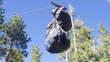 Two bags hanging from a rope suspended between pine trees against a clear blue sky