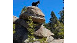 a black and white dog standing on top of a large stacked rock formation with green pine trees around and a clear blue sky overhead