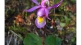 Single purple wildflower with a yellow and white center growing amidst green leaves and forest floor debris