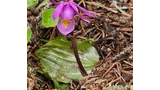 Close-up of a solitary purple flower with a yellow center growing among green leaves, pine needles, and patches of lichen on the forest floor