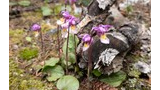 cluster of small purple and white wildflowers with spotted yellow centers growing beside a fallen, partially decayed tree branch and a pine cone on a mossy forest floor
